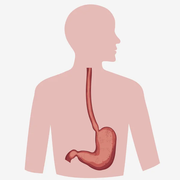 Vecteur d'image de l'estomac — Image vectorielle