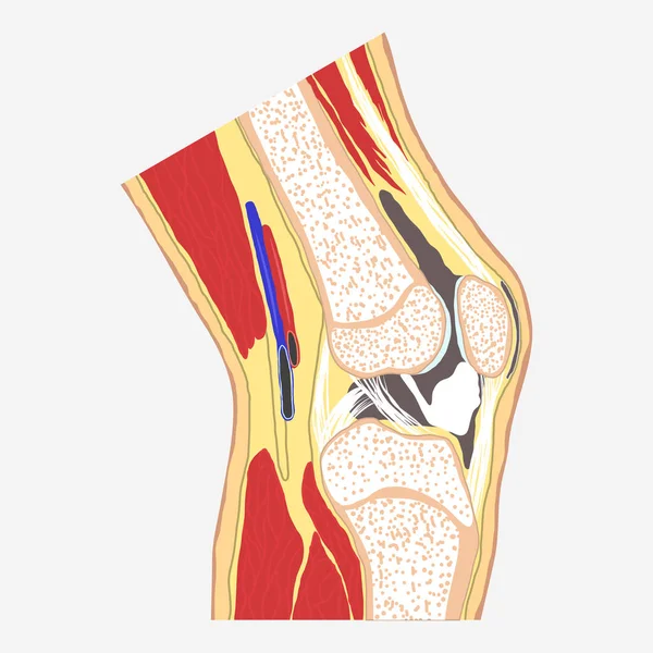 Human knee joint — Stock Vector