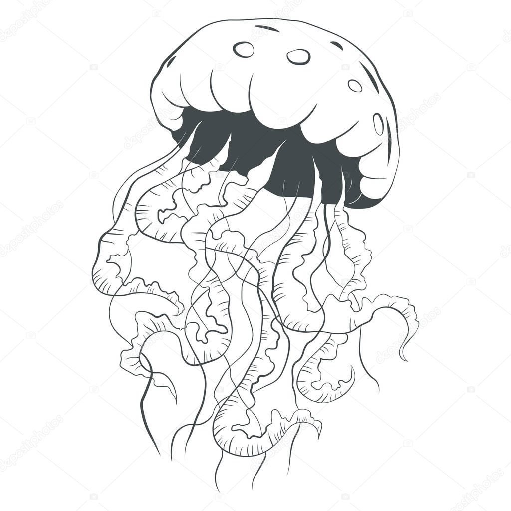 Jellyfish line art style