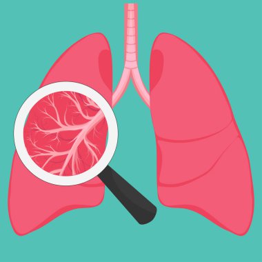 İnsan akciğer anatomisi diyagramı