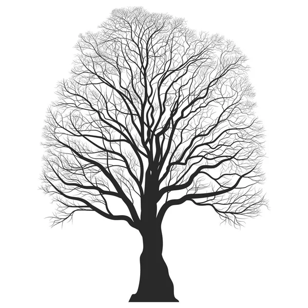 Silueta de árbol. Esquema de roble desnudo negro. Imagen detallada. Vector — Vector de stock