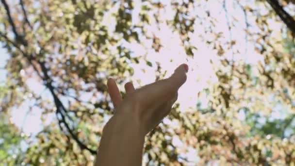Kvinnlig hand rasing till solen genom höstens träd. — Stockvideo