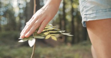 Yeşil doğa arka plan üzerinde bitkiye dokunmayacak kadının el yakın çekim. 
