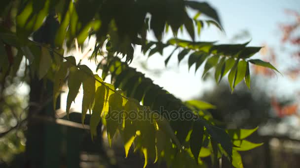 Outono Bonito Natureza Fundo — Vídeo de Stock