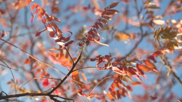 美丽的秋天自然背景 — 图库视频影像