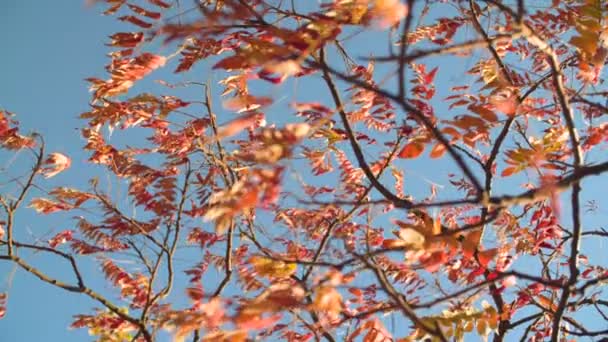 Outono Bonito Natureza Fundo — Vídeo de Stock