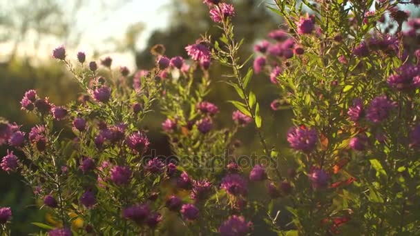 Outono Bonito Natureza Fundo — Vídeo de Stock