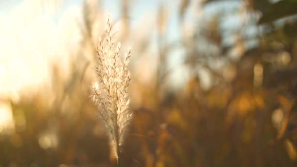 Schöne Herbst Natur Hintergrund — Stockvideo