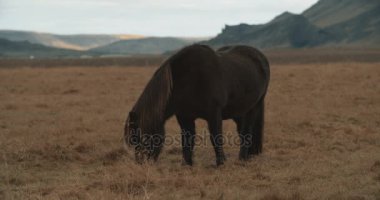İzlanda'daki dağlarda at nalı. İzlanda highlands üzerinde Snfellsnes yarımada alanda İzlandalı atlar.