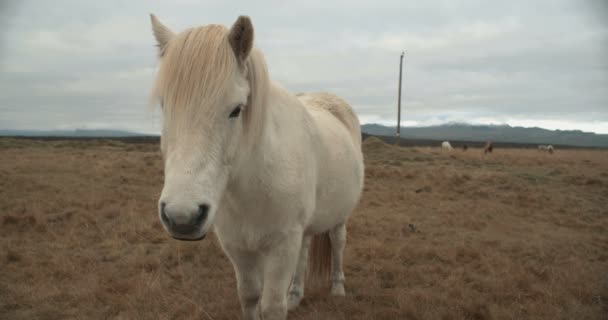 Pferde Den Bergen Island Islandpferde Auf Der Halbinsel Snfellsnes Über — Stockvideo