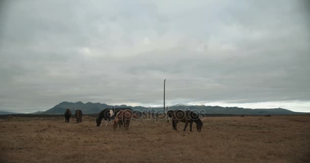 Cavalos Nas Montanhas Islândia Cavalos Islandeses Área Península Snfellsnes Sobre — Vídeo de Stock