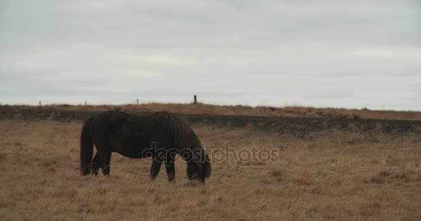 在冰岛的山马 冰岛马在冰岛高地的 Snfellsnes 半岛地区 — 图库视频影像