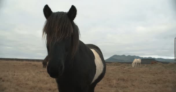 Paarden Bergen Ijsland Ijslandse Paarden Het Gebied Van Snfellsnes Schiereiland — Stockvideo