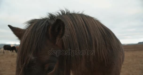 Caballos Las Montañas Islandia Caballos Islandeses Área Península Snfellsnes Sobre — Vídeos de Stock