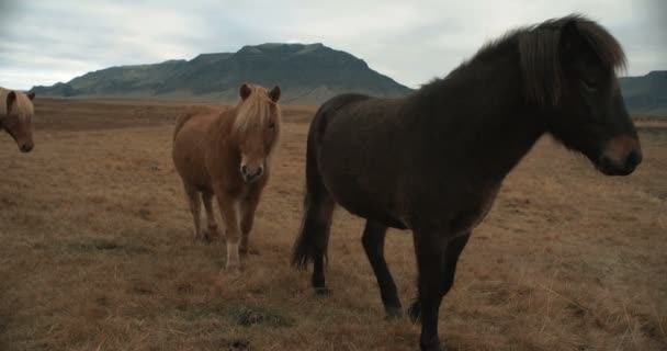 Лошади Горах Исландии Исландские Лошади Районе Полуострова Снфельснес Над Исландским — стоковое видео