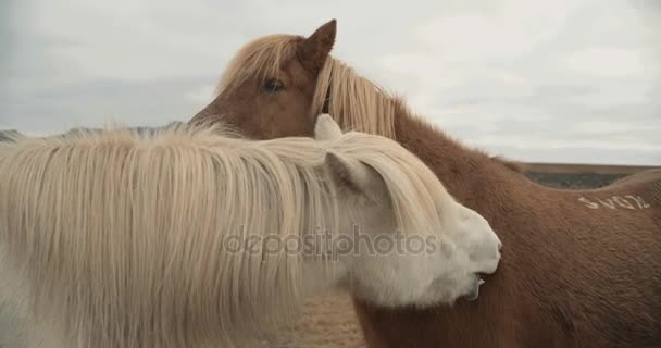 Cavalos Nas Montanhas Islândia Cavalos Islandeses Área Península Snfellsnes Sobre — Vídeo de Stock
