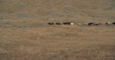 Doğal İzlanda, çimenli tepeye yürüyüş inekler. 