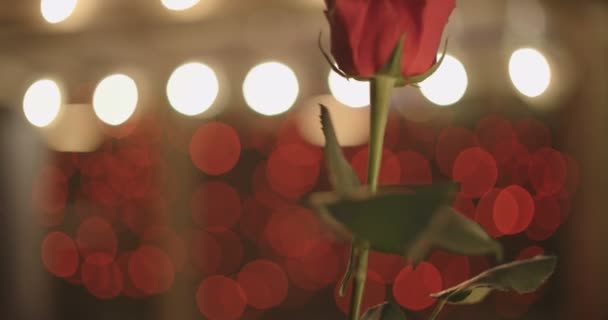 Belle Rose Rouge Sur Fond Bokeh Clair — Video