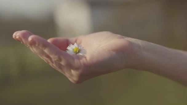 Zbliżenie Samica Ręka Trzymając Stokrotka Kwiat Pokazując — Wideo stockowe