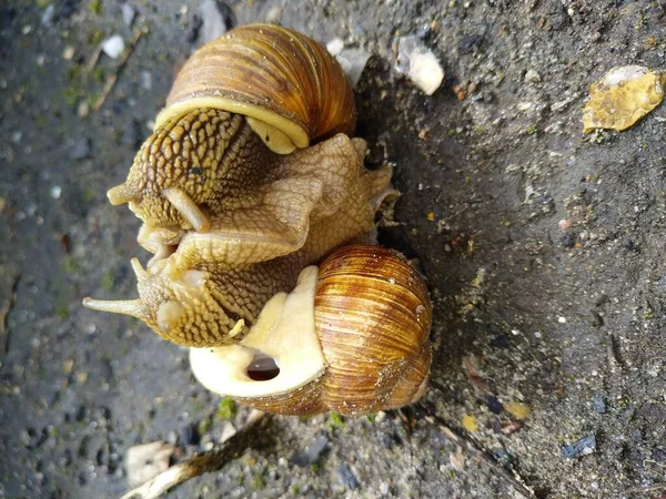 Grape Snails Love Each Other — Stock Photo, Image