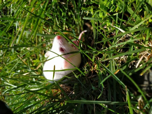 Mouse Caminha Uma Caminhada Primavera — Fotografia de Stock