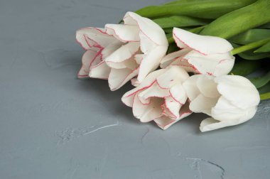 Lale gri arka plan üzerinde 