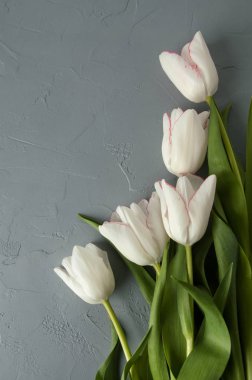 Lale gri arka plan üzerinde 