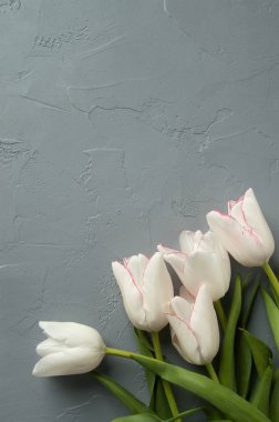 Lale gri arka plan üzerinde 