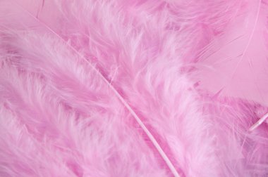 Pembe fearhers arka plan 