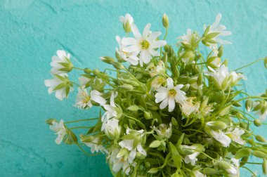 beyaz kır çiçekleri