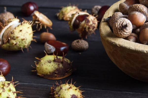 Eikels en kastanjes op brown — Stockfoto