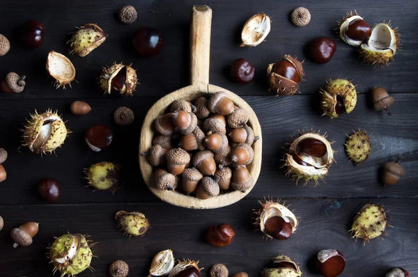 Eikels en kastanjes op brown — Stockfoto