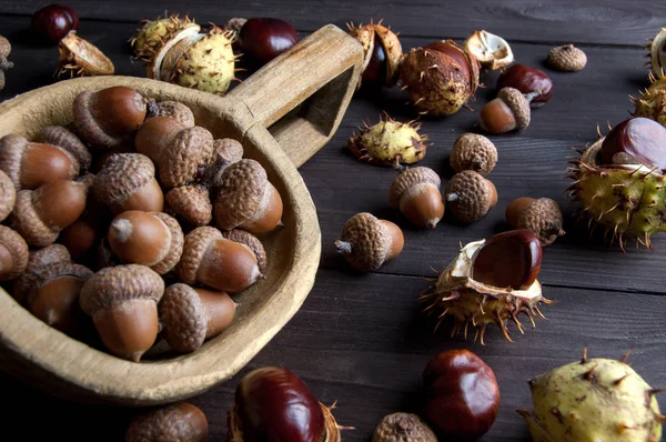 Eikels en kastanjes op brown — Stockfoto