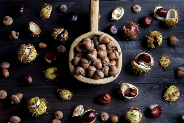 Eikels en kastanjes op brown — Stockfoto