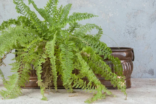 コンクリートの背景にアンティーク銅フラワーポットと緑の植物 コピースペースと写真小道具 — ストック写真