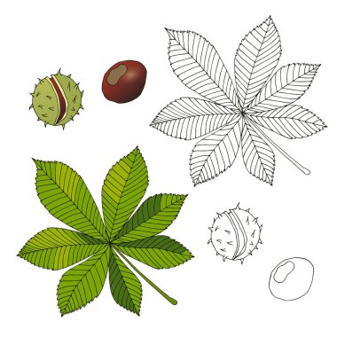 Aesculus. Buckeye. At kestanesi. Kestane. Tıbbi bitki.