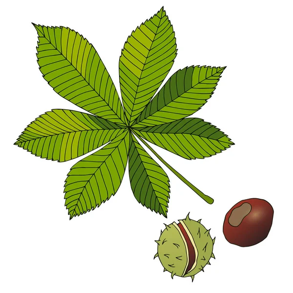 Aesculus. Buckeye. Hästkastanj. Kastanj. Medicinska anläggningar. — Stock vektor