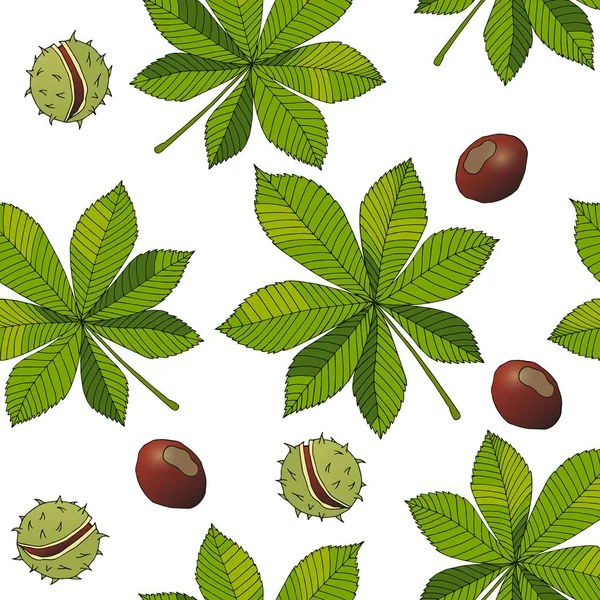 Esculus. Buckeye. Castaño de Indias. Chestnut. Planta médica . — Vector de stock