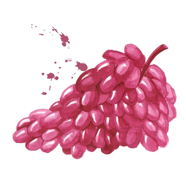 Ramo de uvas isolado sobre fundo branco — Vetor de Stock