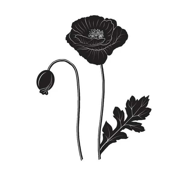 Schwarzer Mohn Set - Vektorillustration — Stockvektor