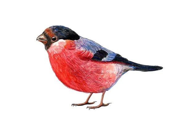 Bullfinch acquerello illustrazione — Foto Stock