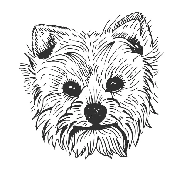 Yorkshire terrier desenhado à mão esboço vetorial —  Vetores de Stock