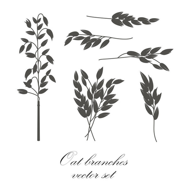 Ветви овса - векторная иллюстрация
