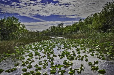 Everglades / tekne ormanın Florida üzerinden seyir