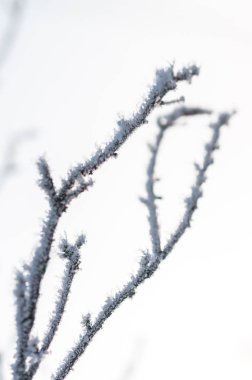 Frost kar taneleri ile şube