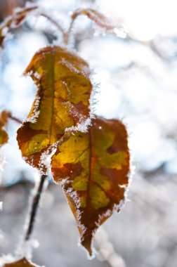 Frost yaprak ve kar taneleri