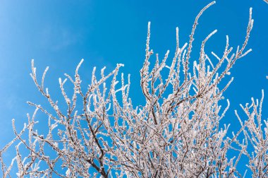 Frost kar taneleri ile şube
