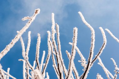 Frost kar taneleri ile şube