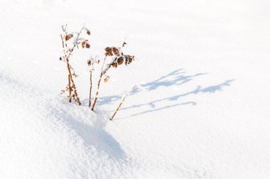 Frost yaprak ve kar taneleri