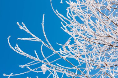 Frost kar taneleri ile şube